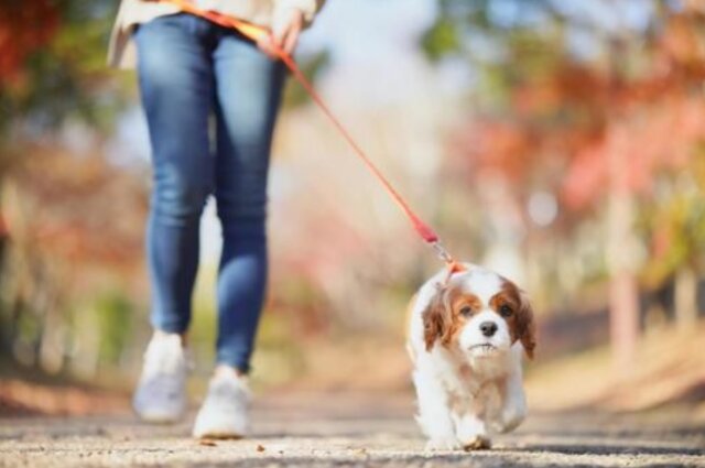 犬の散歩中に怒られた体験談 ショックで悲しいしモヤモヤ その後の対策も クッパの生活情報館